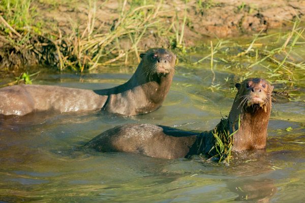 IBERÁ PROJECT - Fundación Rewilding Argentina